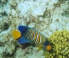 Regal Angelfish